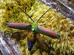 Cheloderus childrenii