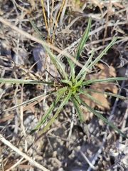 Stillingia texana