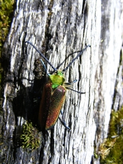 Cheloderus childrenii