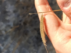 Bouteloua pectinata