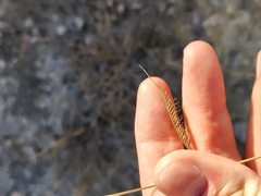 Bouteloua pectinata