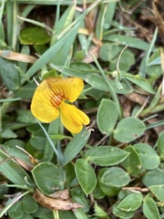Zornia dyctiocarpa