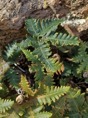 Notholaena standleyi