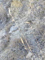 Bouteloua pectinata