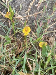 Zornia dyctiocarpa