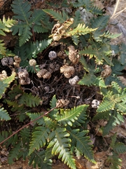 Notholaena standleyi