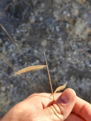 Bouteloua pectinata
