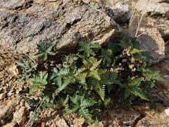 Notholaena standleyi