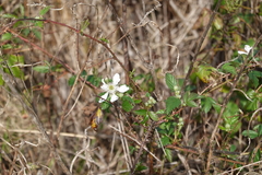 Rubus trivialis