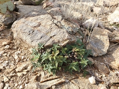 Notholaena standleyi