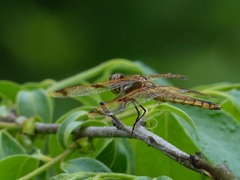 Libellula semifasciata