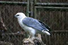 Pseudastur polionotus