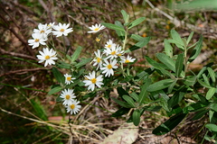 Olearia phlogopappa