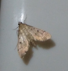 Herpetogramma bipunctalis