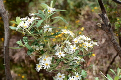 Olearia phlogopappa