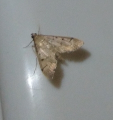 Herpetogramma bipunctalis