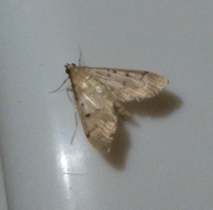 Herpetogramma bipunctalis