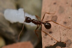 Aphaenogaster longiceps