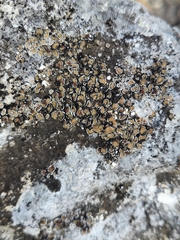 Psora pseudorussellii