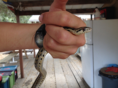 Pituophis catenifer pumilus