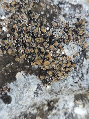 Psora pseudorussellii