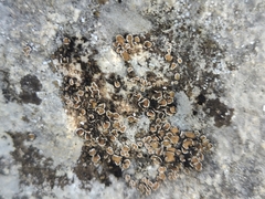 Psora pseudorussellii