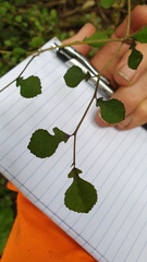 Streblus heterophyllus