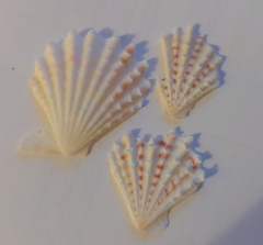 Caribachlamys pellucens
