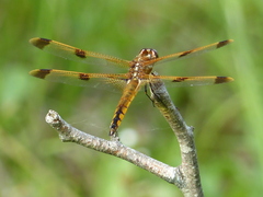 Libellula semifasciata