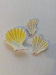Caribachlamys pellucens