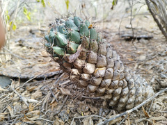 Coryphantha