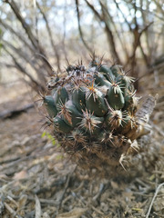 Coryphantha