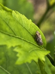 Philaenus spumarius