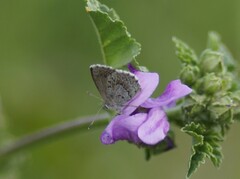 Zizina oxleyi