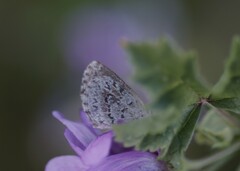 Zizina oxleyi
