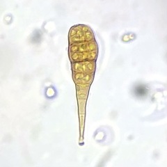 Alternaria