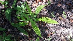 Blechnum hastatum
