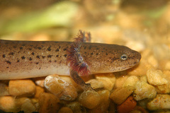 Pseudotriton ruber ruber