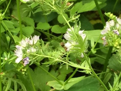 Phacelia purshii