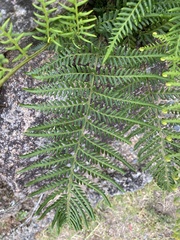 Pityrogramma austroamericana