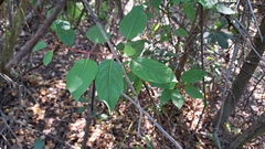 Aristotelia chilensis