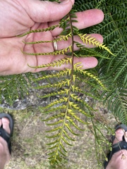 Pityrogramma austroamericana