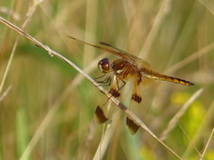 Libellula semifasciata