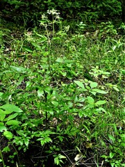 Cicuta maculata maculata