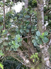 Clusia rosea