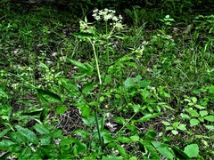 Cicuta maculata maculata