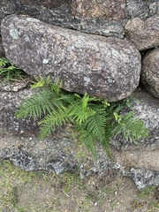 Pityrogramma austroamericana