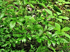 Cicuta maculata maculata