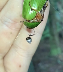 Argyrodes antipodianus