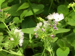 Phacelia purshii